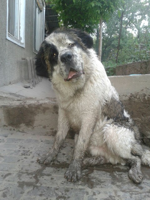 IMG-20150530-WA0004 (1)