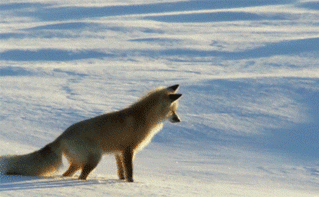 funny-gif-dumb-fox-jump-snow