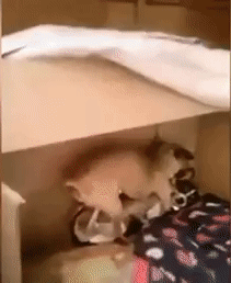 -собакены-живность-3659396