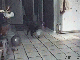Cat-pops-balloon-reaction