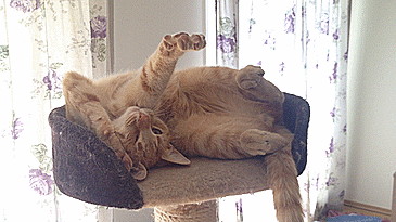 Утренняя побудка