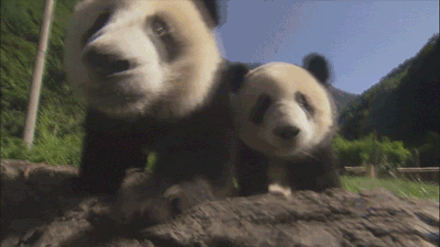 pandas_are_the_cutest_goofs_09