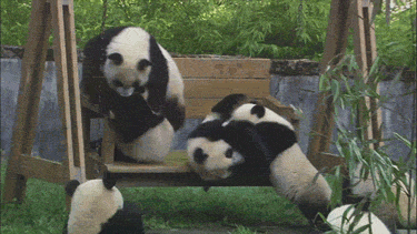 pandas_are_the_cutest_goofs_08