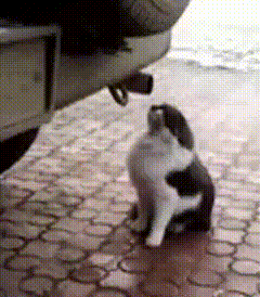 Кот-нарик