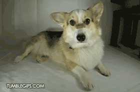gif-17072014-014