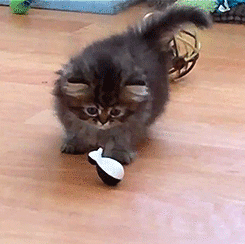 cat&pinguin