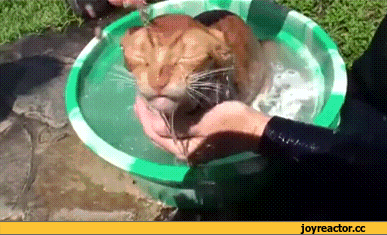 -котэ-живность-водные-процедуры-1055031