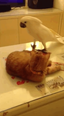 02eaa50785aa0023ebbc5fd73d88332c