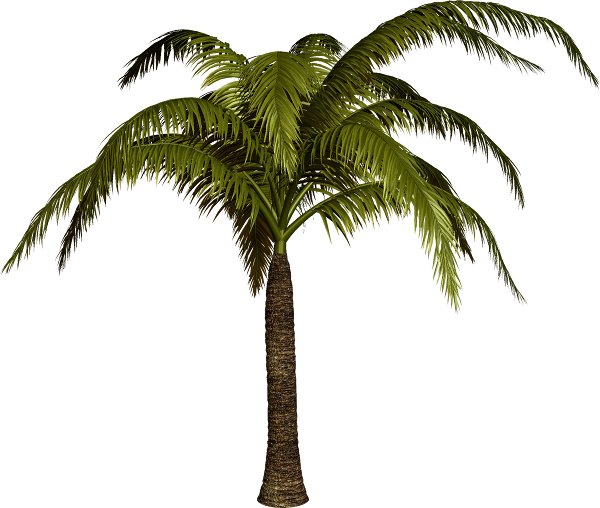 palm1