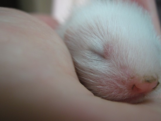 все о Варе 290