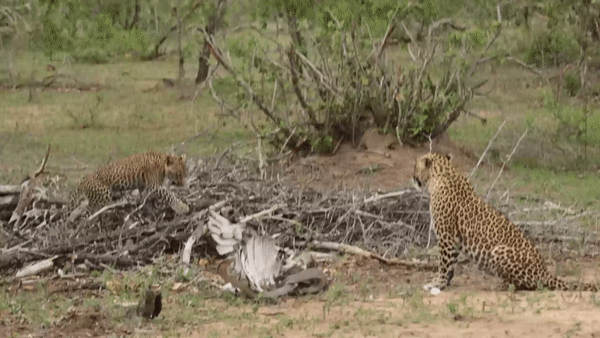 ezgif.com-video-to-gif (3)