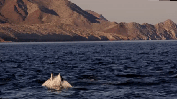 ezgif.com-video-to-gif (5)