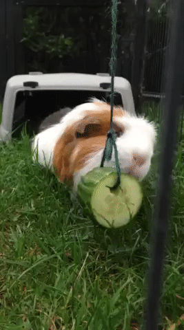 ezgif.com-video-to-gif (11)