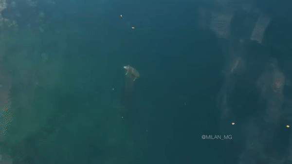 ezgif.com-video-to-gif (13)