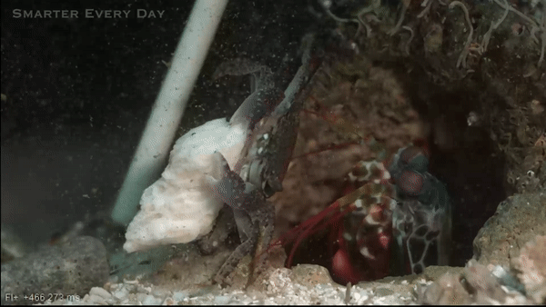 ezgif.com-video-to-gif (17)