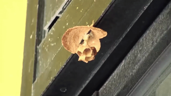 ezgif.com-video-to-gif (19)