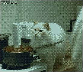 Top-20-Funniest-GIF-Photos-Best-GIFs