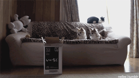 Top-20-Funniest-GIF-Photos-Awesome