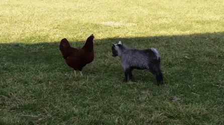 Козлик радуется