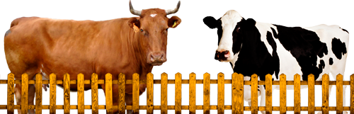 коровушки маза