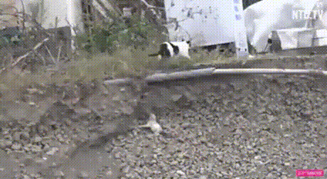 Koshka_spasaet_schenka_zastryavshego_v_kanave