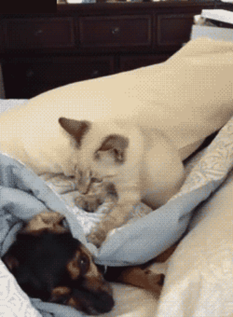 f7cc2b3c385c4d9b39d52ce78e205d5b7d4771635084f4c73dcd54a0c7735b80_1