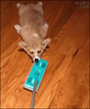 Corgi-swiffer-broom-ride