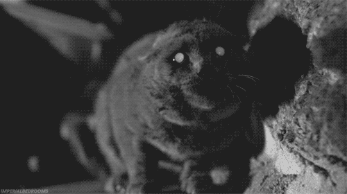 Кот