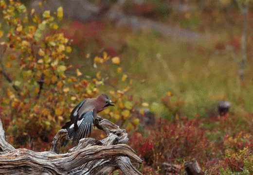 5609a17bfad2b43ab6fd0125c12