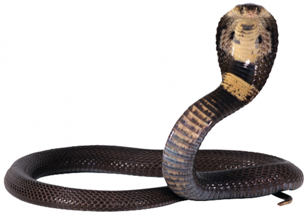 37886,^ (11)