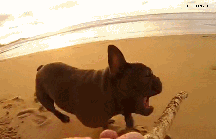 frenchie_vs_stick