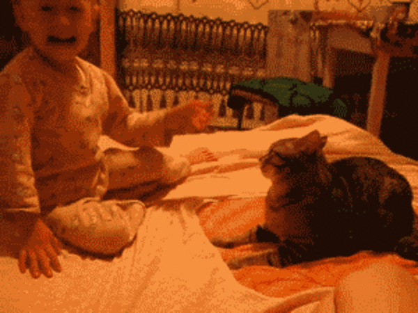 gatovenganzabebe