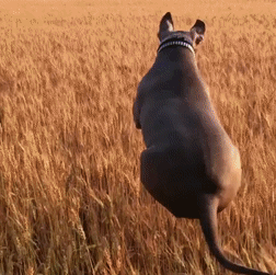 Собака-кенгуряка