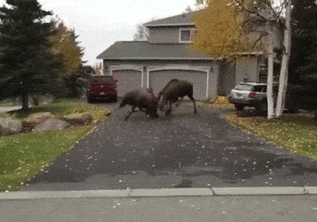 f6e0a5f49bbed5d4350cf780b1f