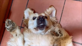 собака стесняка