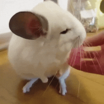 chinchilla