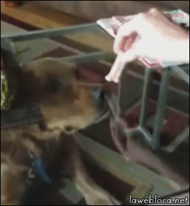повелся