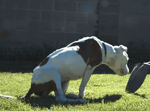 a6ae425f095fcb8f0e7adae7b306657e