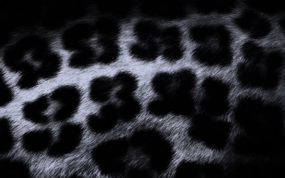 gotham_15_1690_oboi_shkura_leoparda_1440x900