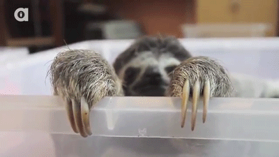 sloth-takes-a-selfie2gif