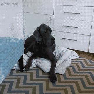 qkWNhbRQlxBTsoQfSNNg_Kid Moves Dog