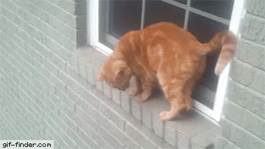 -котэ-разворот-на-месте-3804237