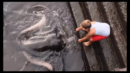 Добрый скат