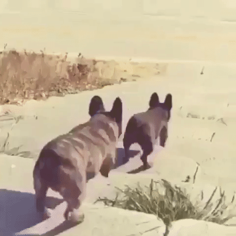 ezgif.com-video-to-gif (6)