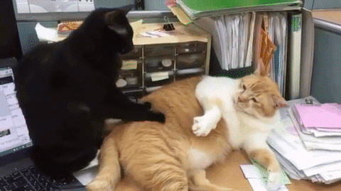 Массаж кота