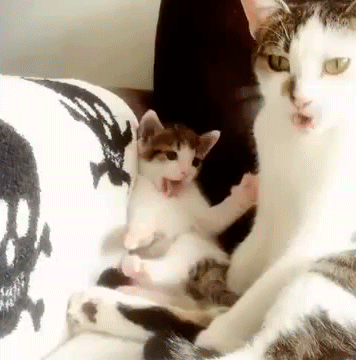 Котенок учится у мамы умываться