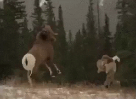 vgif-ru-Bodaetsya_s_baranom