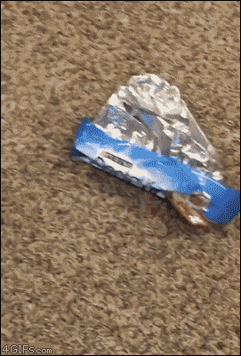 Guilty-dog-hides-face