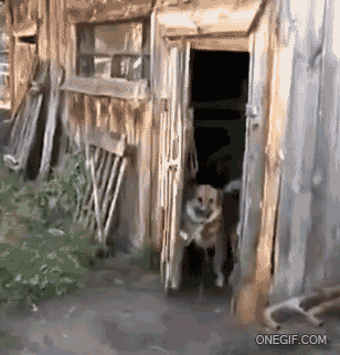 funnygifdogclosesdoor
