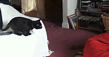 funnygifcatjumpsbeanbagchair
